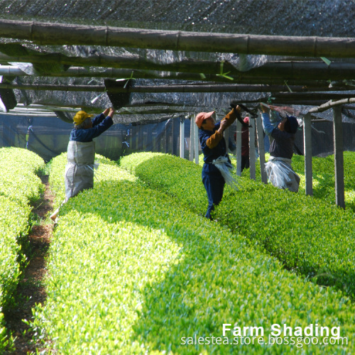 Private Label OEM Organic Matcha Green Tea Powder
